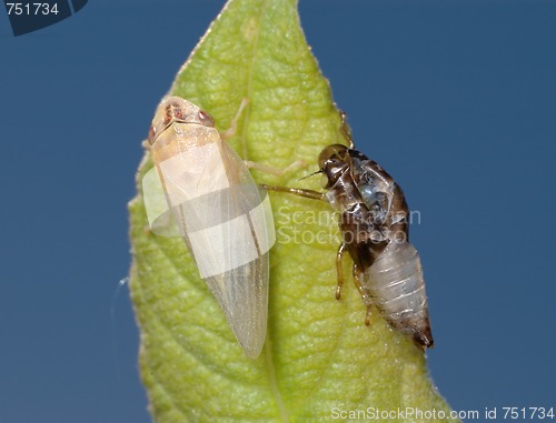 Image of Birth of a cicada (3)