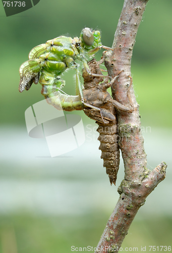 Image of Birth of a dragonfly (series 5 photos) 