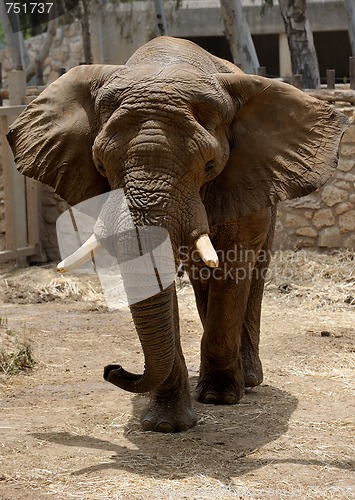 Image of Elephant 