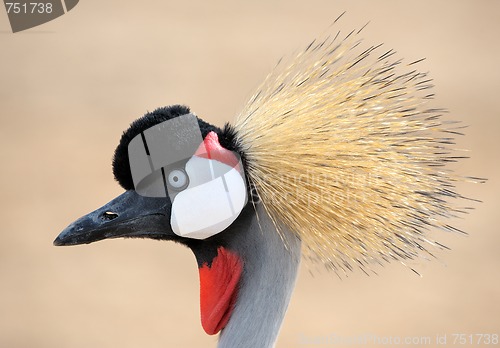 Image of Crowned Crane 