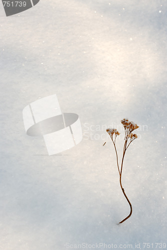 Image of Snow 