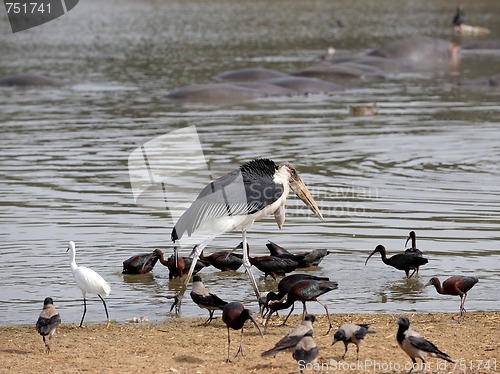 Image of Marabou 