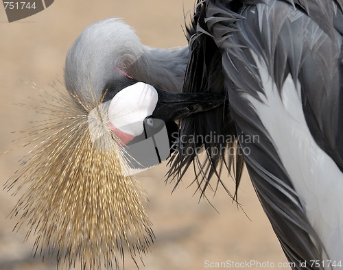 Image of Crowned Crane cleaning feathers.