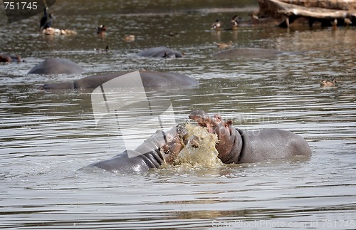 Image of Hippopotami - rivals.