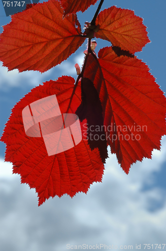 Image of 
Red leaves
