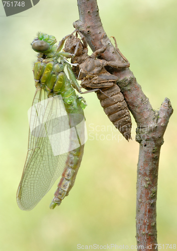 Image of Birth of a dragonfly (series 5 photos) 