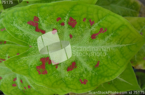 Image of colourful leaf