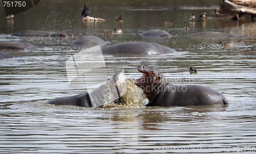 Image of Hippopotami - rivals.