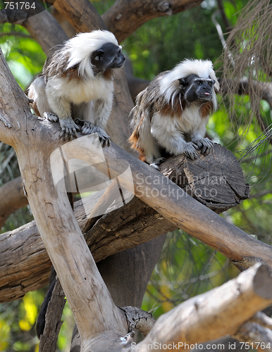 Image of Monkeys on the branches 