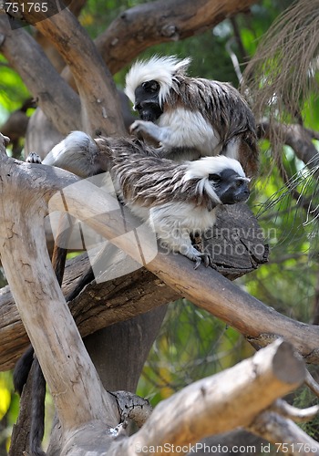 Image of Monkeys on the branches 