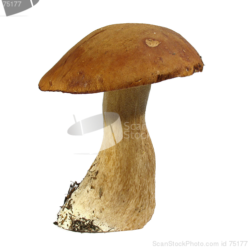 Image of Boletus edulis