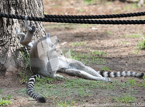 Image of Lemurs