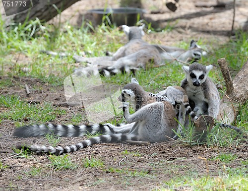 Image of Lemurs