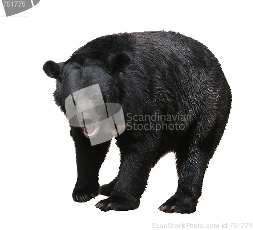 Image of Bear