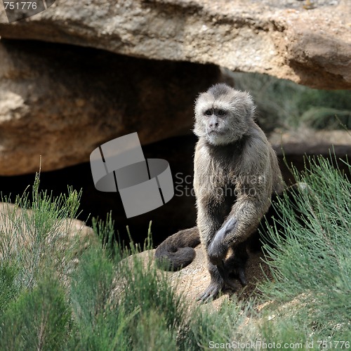 Image of Monkey 