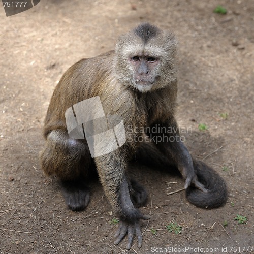 Image of Monkey 