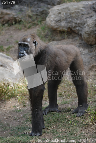 Image of Gorilla