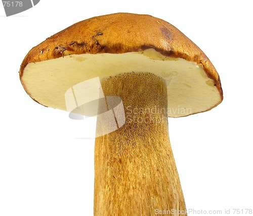 Image of Boletus edulis