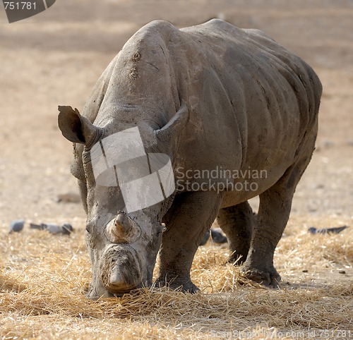 Image of Rhinoceros 