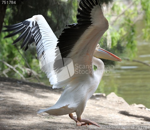 Image of Pelican 