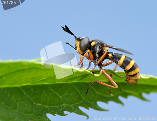 Image of Fly on leaf 