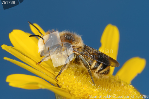 Image of Yellow and blue 