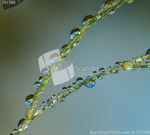 Image of Drops on grass 