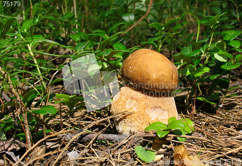 Image of Boletus edulis