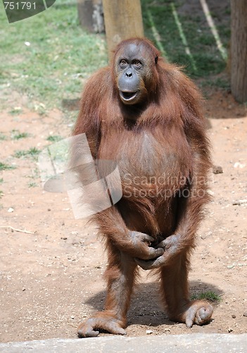 Image of Orangutan 