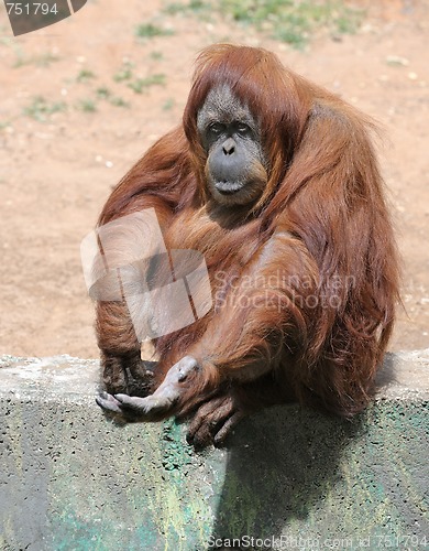 Image of Orangutan 