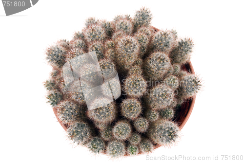 Image of cactus