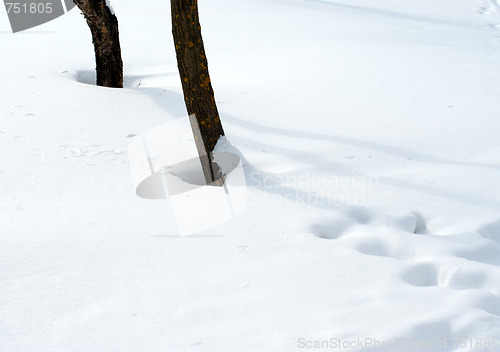 Image of Snow and trees