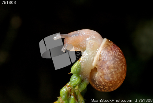 Image of Snail on plant 