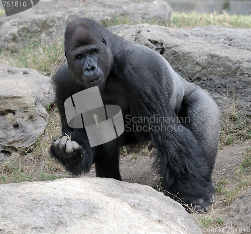 Image of Gorilla