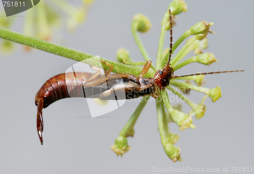 Image of Earwig 