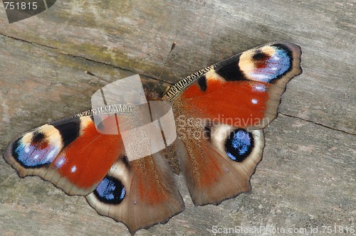 Image of Butterfly peacock