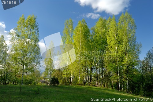 Image of Rural landscape with birches 