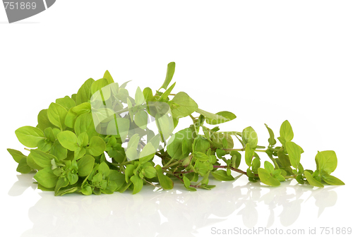 Image of Oregano Herb Leaves