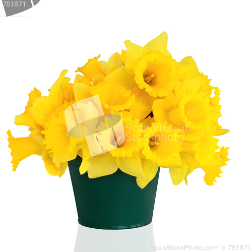 Image of Daffodil Flower Beauty