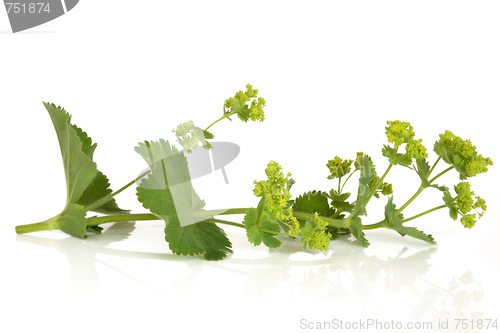 Image of Ladys Mantle Herb