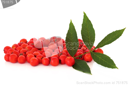 Image of Rowan Berries