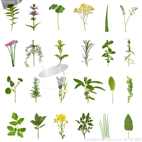 Image of Herb Leaf and Flower Collection