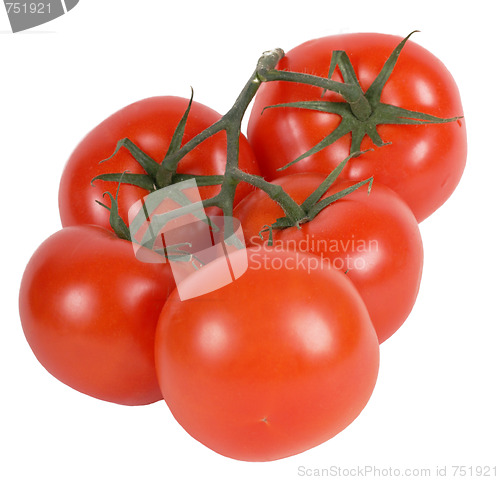 Image of Five tomatos with twig