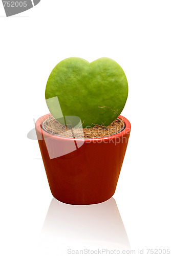 Image of heart shaped cactus