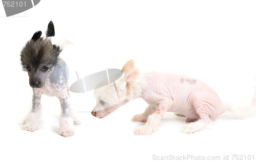 Image of Chinese Crested puppy