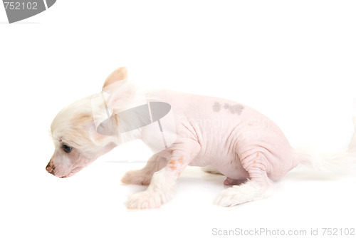 Image of Chinese Crested puppy