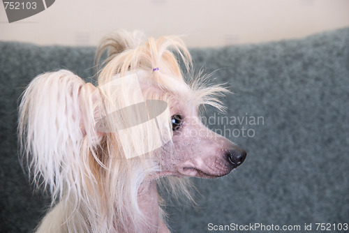 Image of Chinese Crested Dog