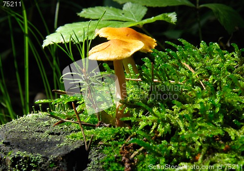 Image of Yellow Mushroom