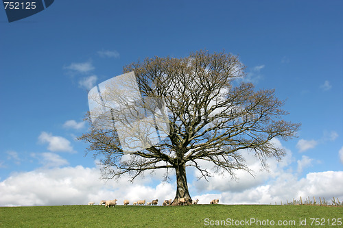 Image of Oak Tree in Spring