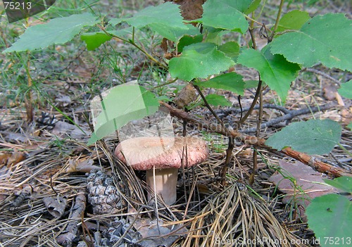 Image of Lactarius torminosus